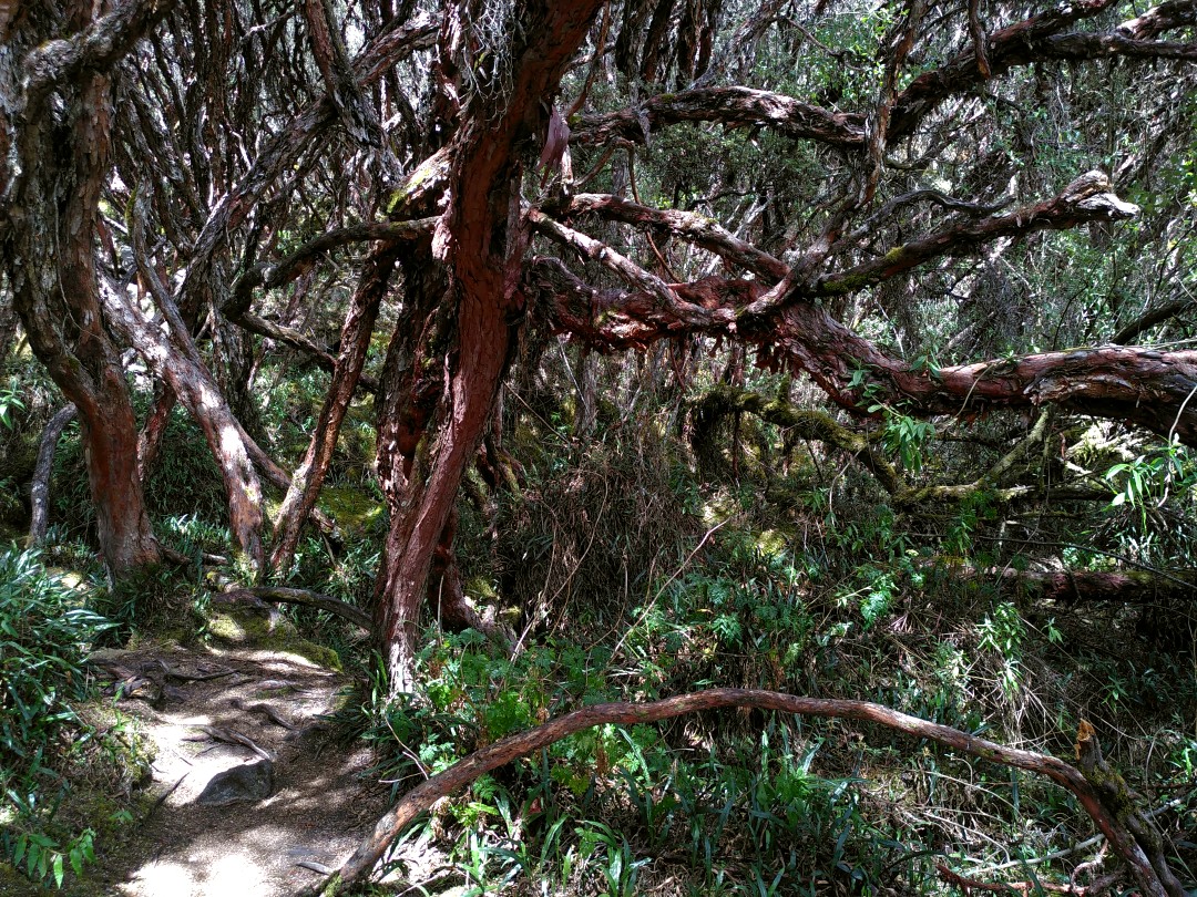 A dense forest of knotty trees with red-brown trunks, green leaves and lots of dry looking moss