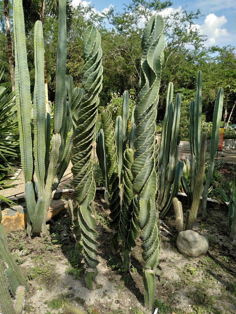 A group of cacti where the two in the middle resemble large green drill bits