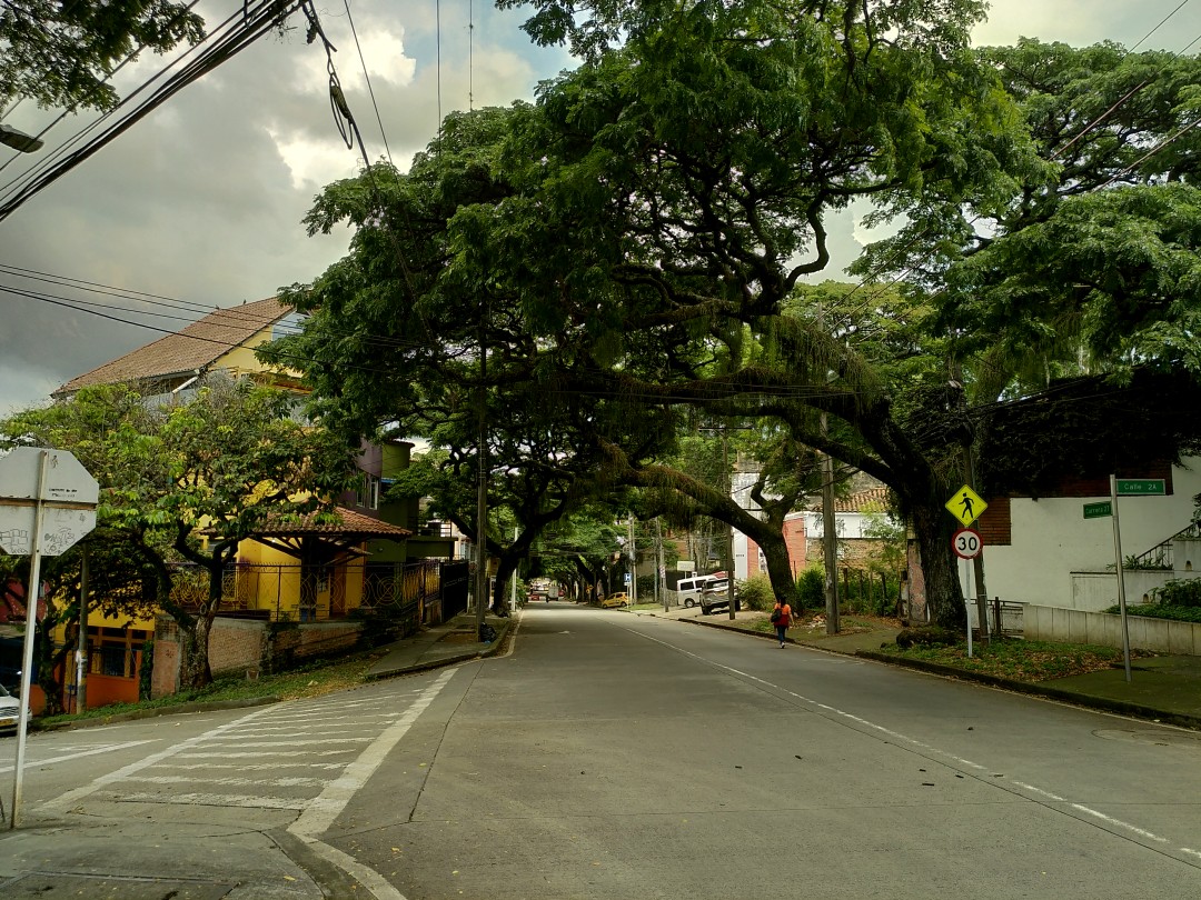 An empty street with huge trees leaning from one side of the asphalt to the other