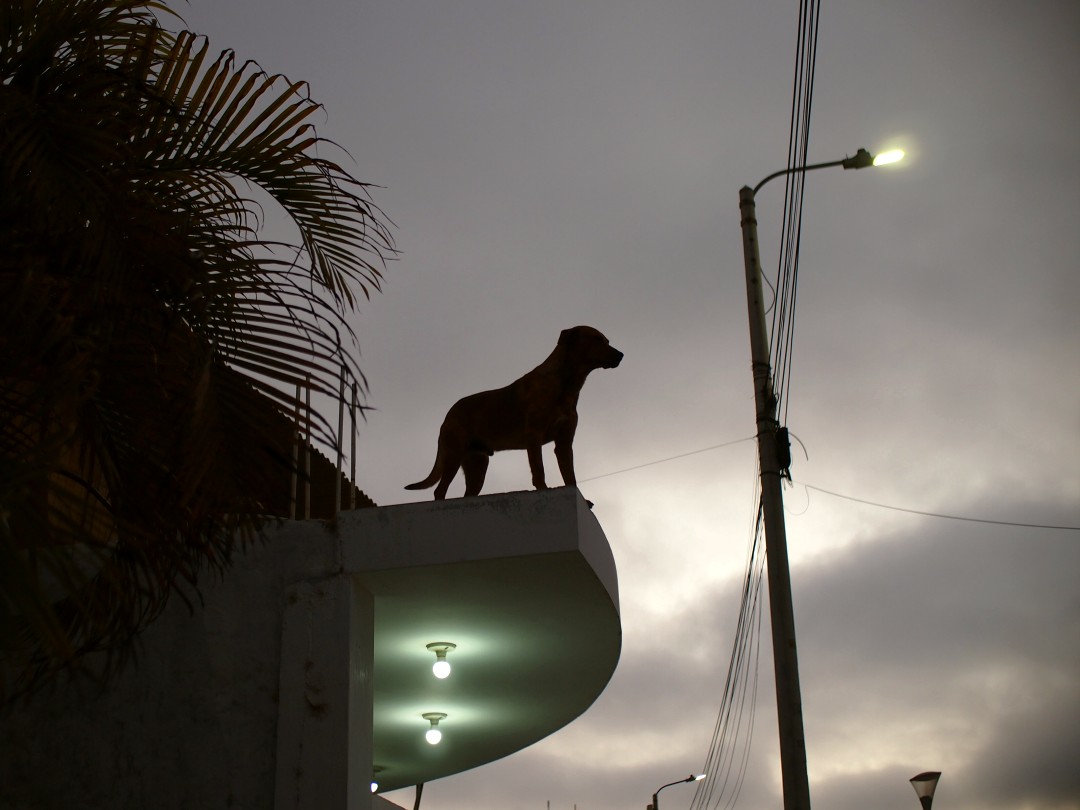 The silhuette of a dog standing on some kind of roof against the evening sky