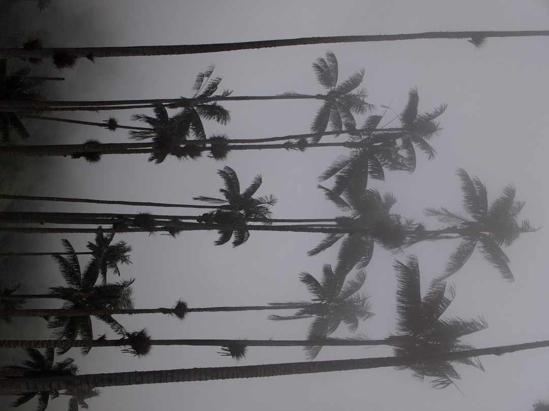 Silhouettes of a group of was palms in grey fog