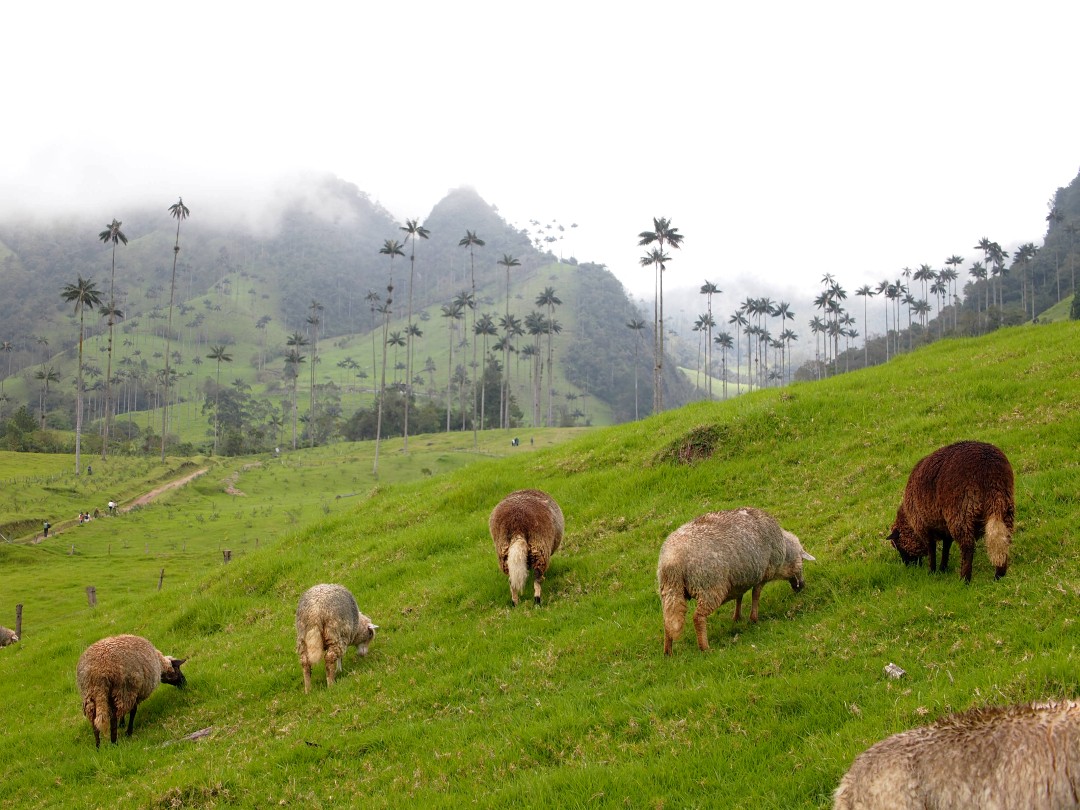 Sheep feeding on green grass with tall wax palms and cloud-covered peaks of green mountains in the back