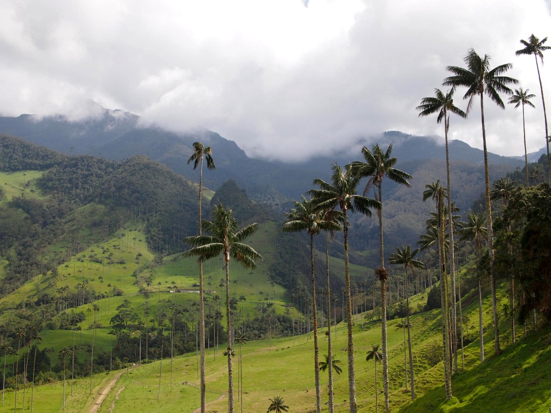 View into a green valley, with very tall palm trees growing on the descending slope