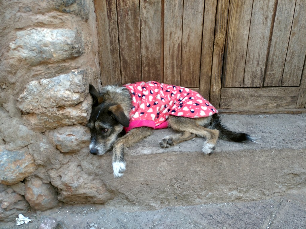 A dog wearing a pink fleece jacket, lying on a door step