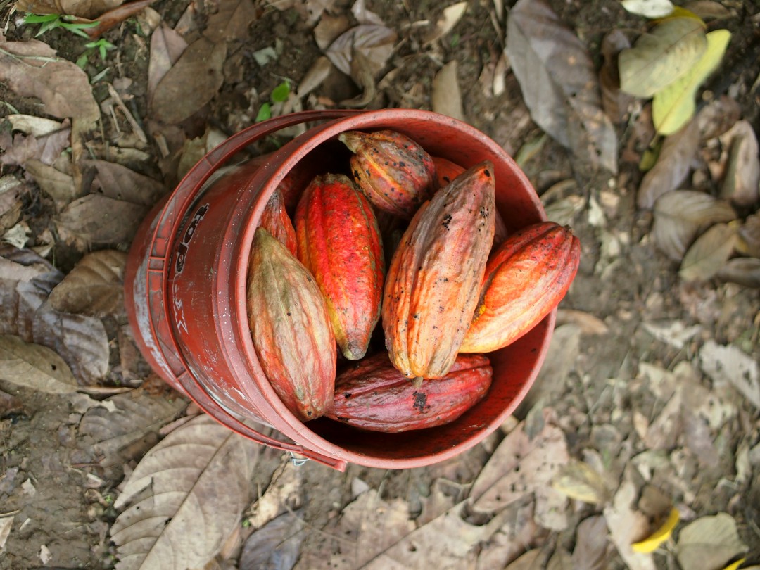 A red bucket full of yellow to red cocoa fruits standing on leaf-covered ground