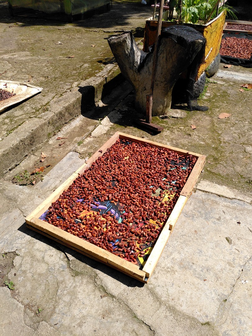 A wooden tray of red-brown cocoa beans drying in the sun on a concrete floor