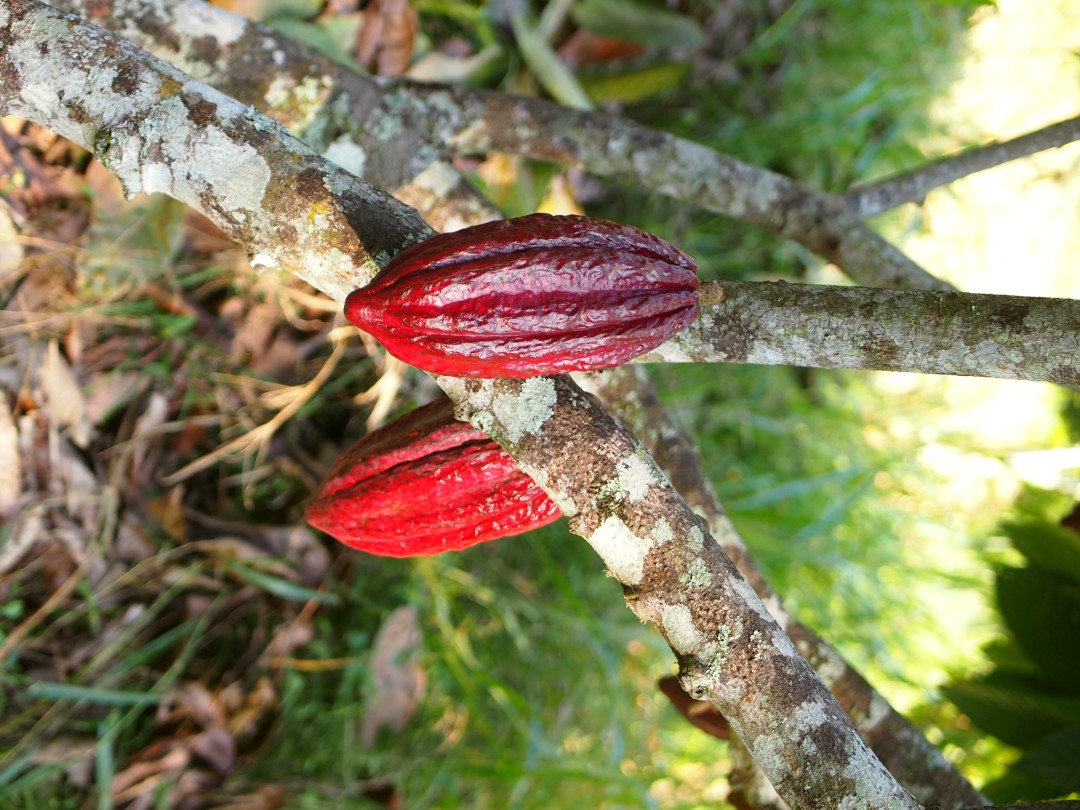 Two red cocoa fruits hanging from a branch, with dry leaves and grass in the background