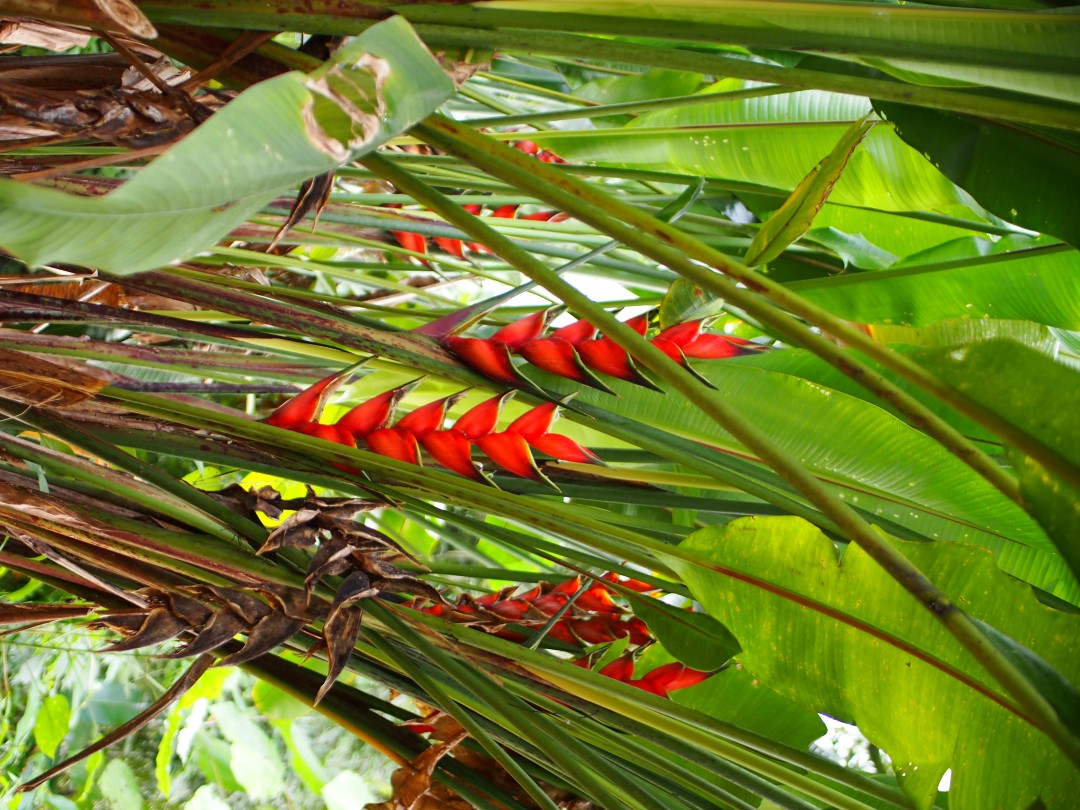 Light red flowers of big Heliconia between its large green leaves