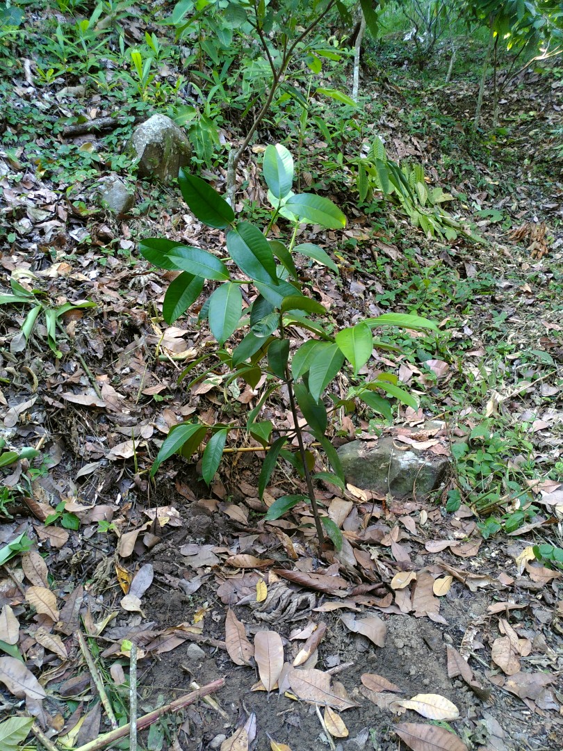 A young mangosteen tree in a forest, only shortly after being planted