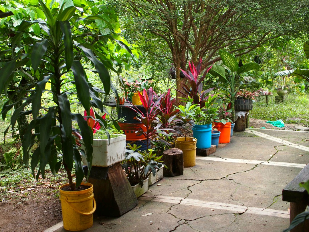 Several green and red plants lined up in colourful plastic buckets at the edge of a concrete terrace