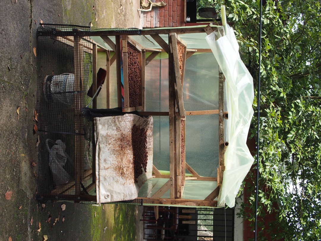 A makeshift rack protecting multiple trays of cocoa beans from rain while drying