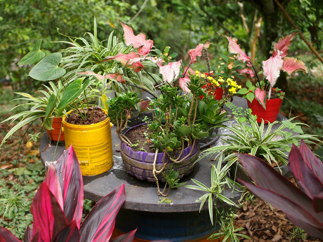 A round table full of potted succulents, lilies and begonias