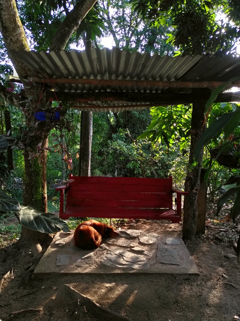 A red wooden bench suspended between two trees with a makeshift roof and a caramel-coloured dog relaxing on a stone platform underneath