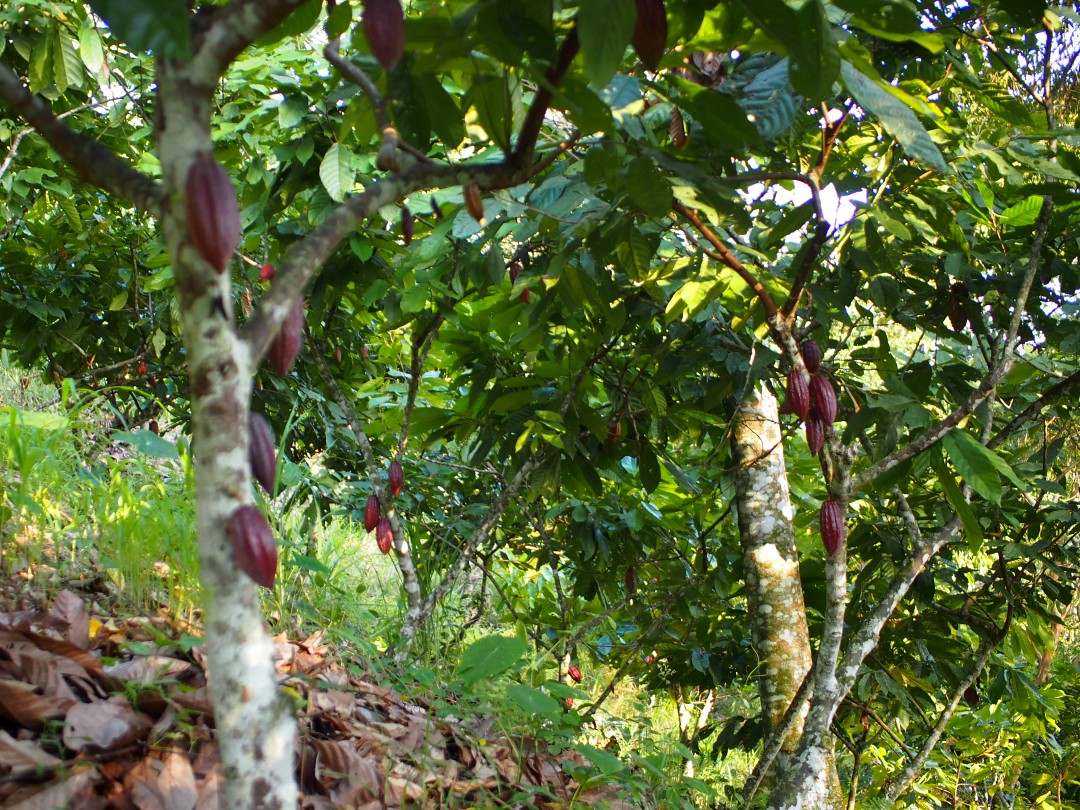 Cocoa trees carrying dark red fruits on a hill side