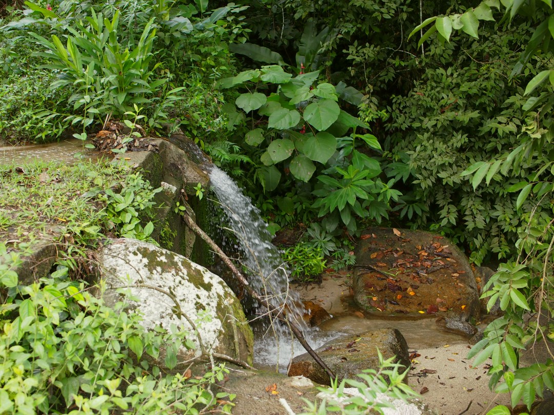 A small waterfall between green jungle plants and rocks, creating a small, sandy pool