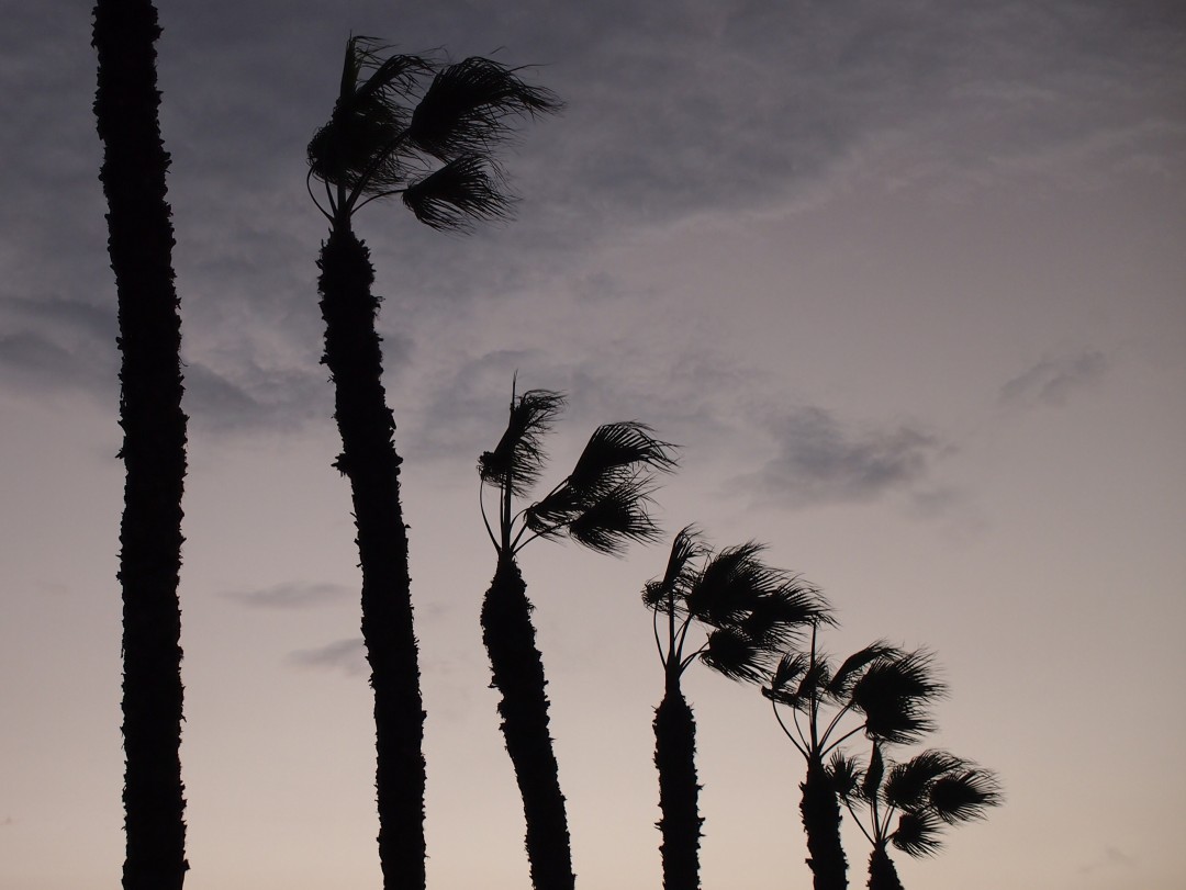 Silhouettes of palm trees against the fading evening sky