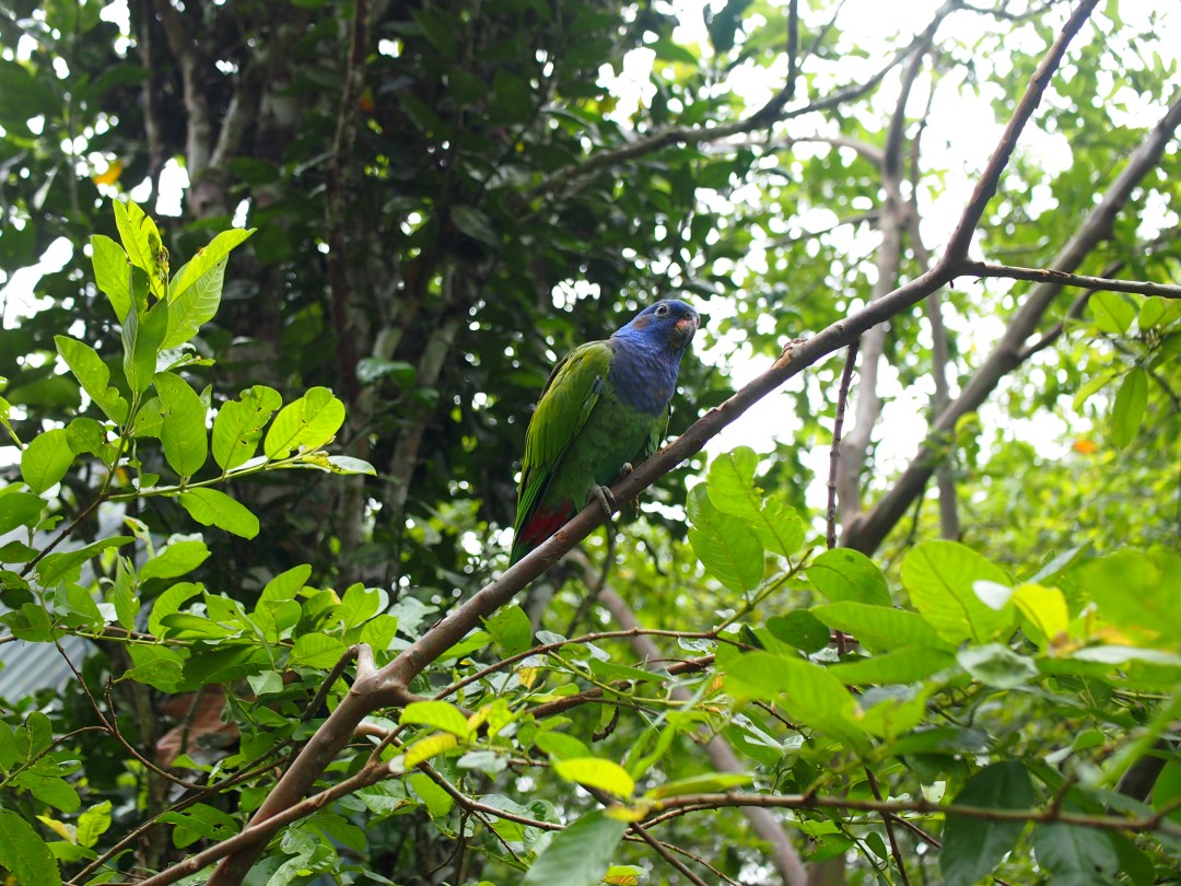 A small green parrot with a blue head on a branch