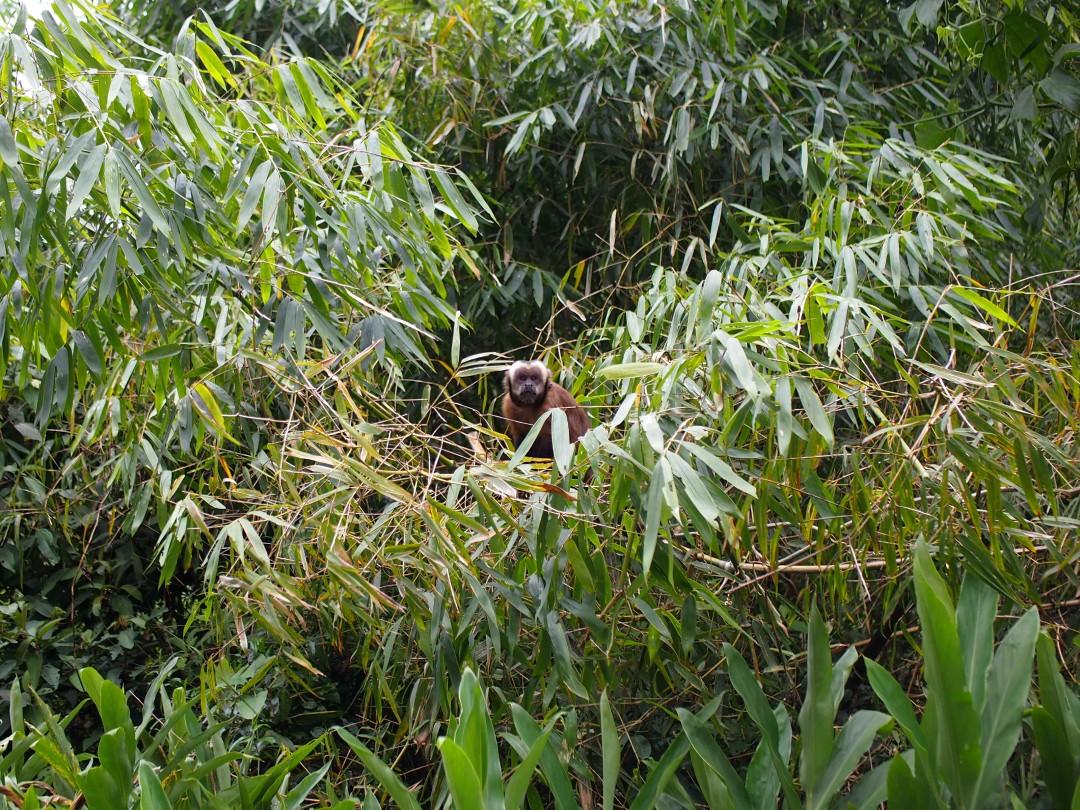 A capuchin monkey sitting in a bamboo bush and watching the photographer