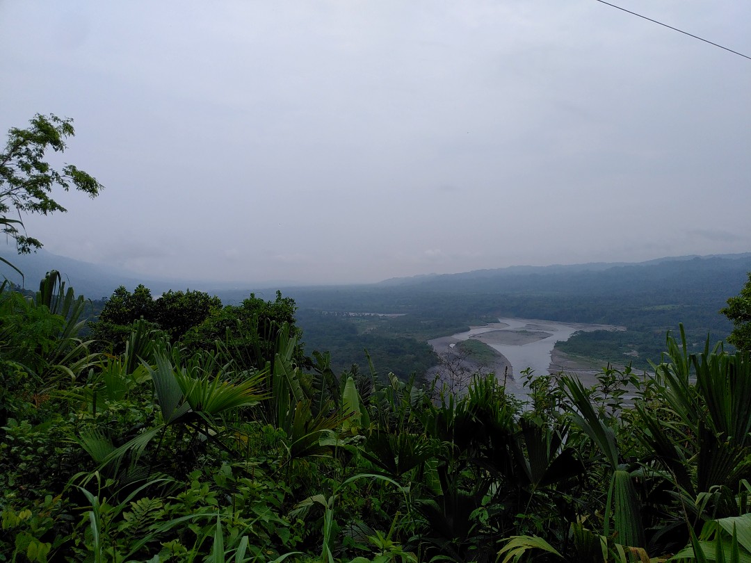 View over green plants onto a river through a wide, flat jungle landscape