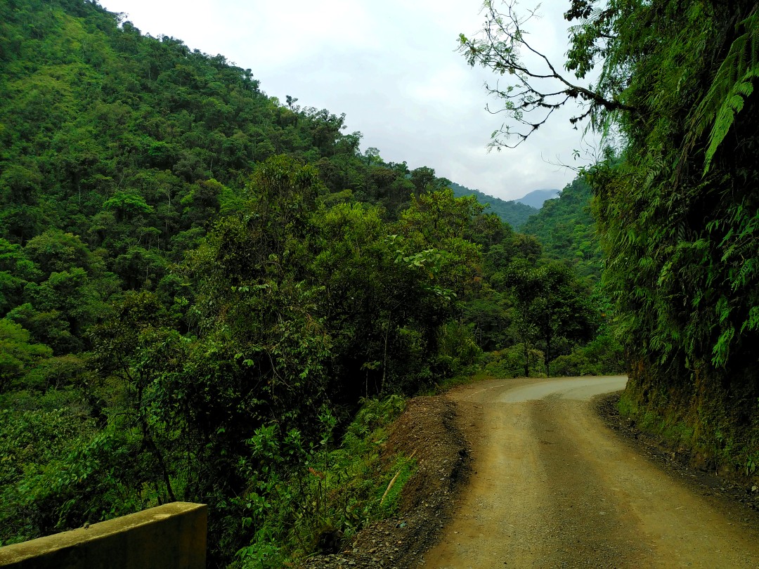 A brown road between very green jungle