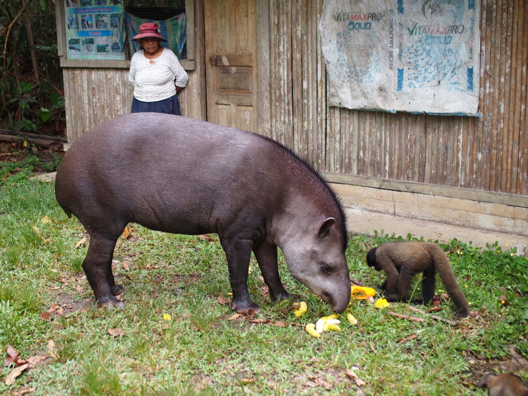 A full-grown tapir and a smaller woolly monkey enjoying some yellow fruit in front of some kind of wooden shed with a woman wearing a red hat watching over them