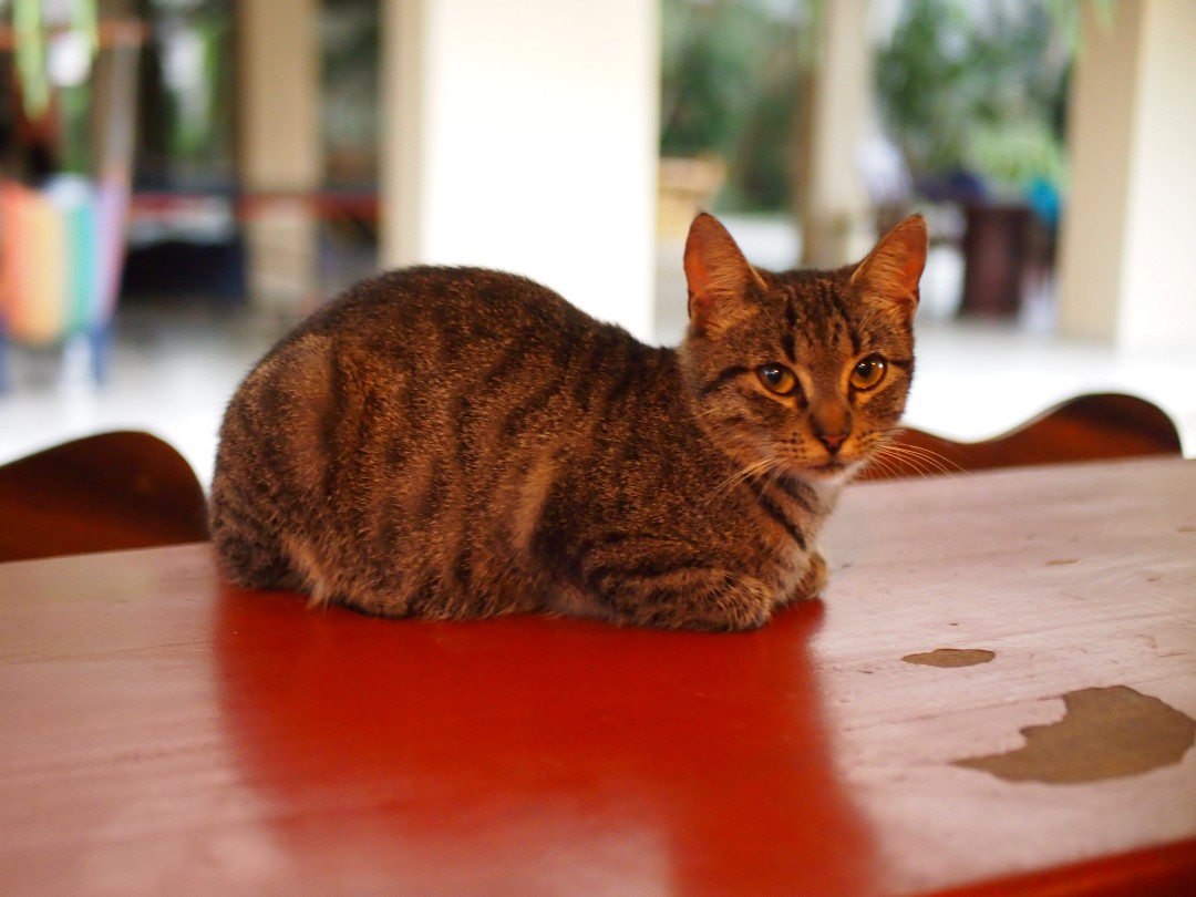 A grey cat on an orange table, looking into the camera