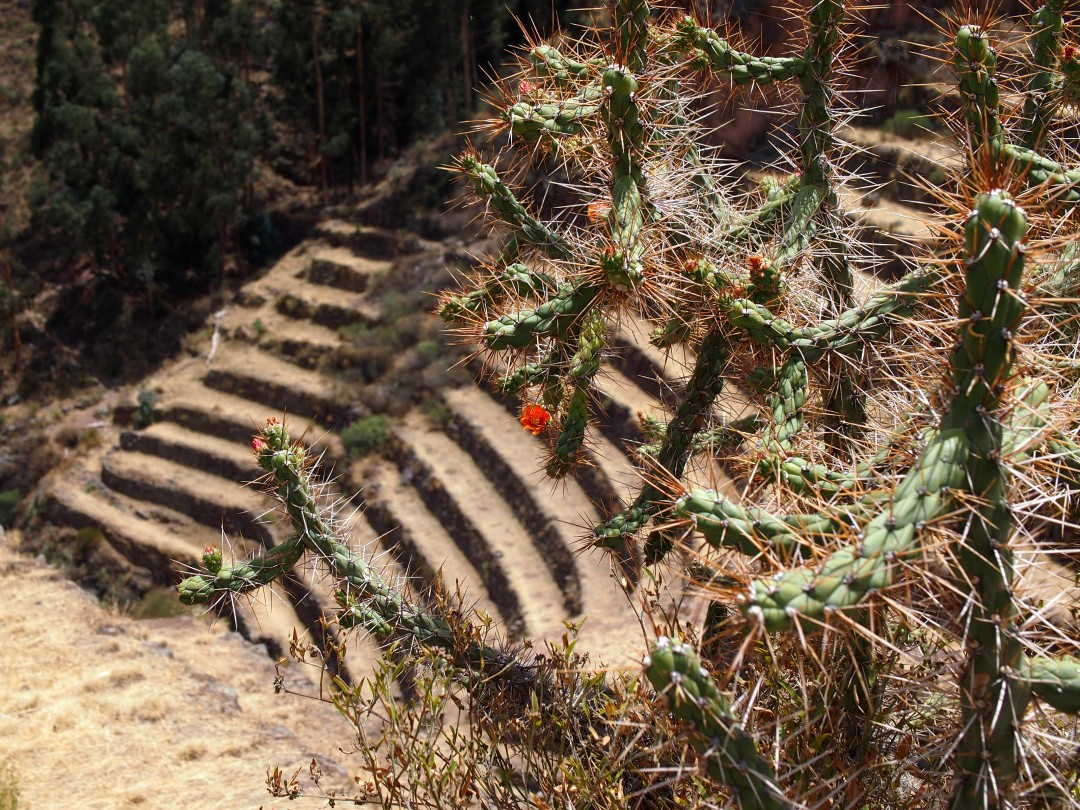 A green cactus bearing some orange flowers in front of typical agricultural terraces of the Inka