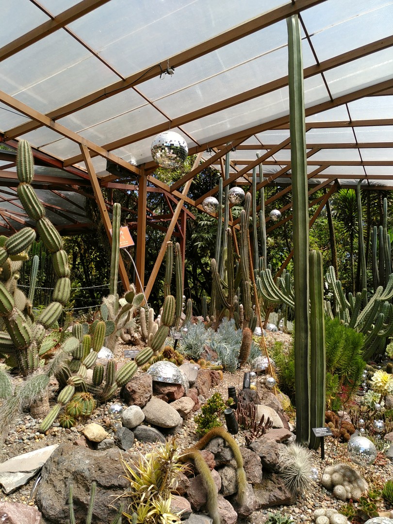 Various cacti between rocks under a transparent roof with disco balls between them