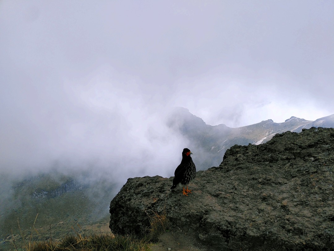 A bird looking like someone mixed a chicken with an eagle standing on a rock and looking at the photographer, with mountain peaks covered by clouds in the background