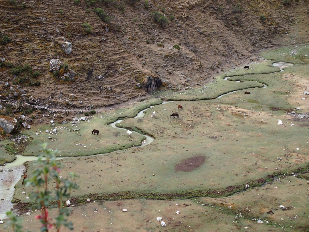 Horses feeding in a green valley with a small stream