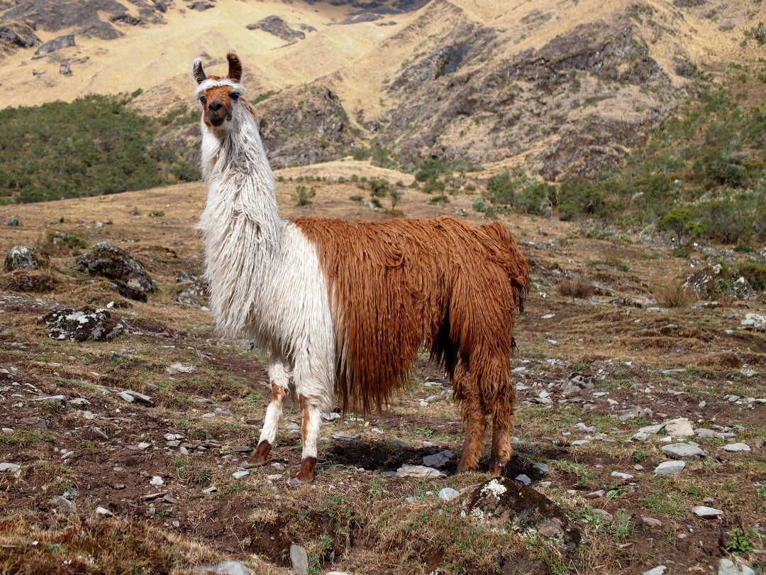 A very woolly, brown and white llama looking into the camera